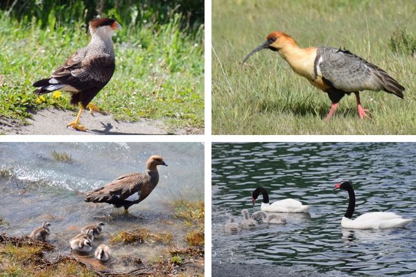 בעלי חיים בשמורת טורס דל פיינה, מסלול פטגוניה